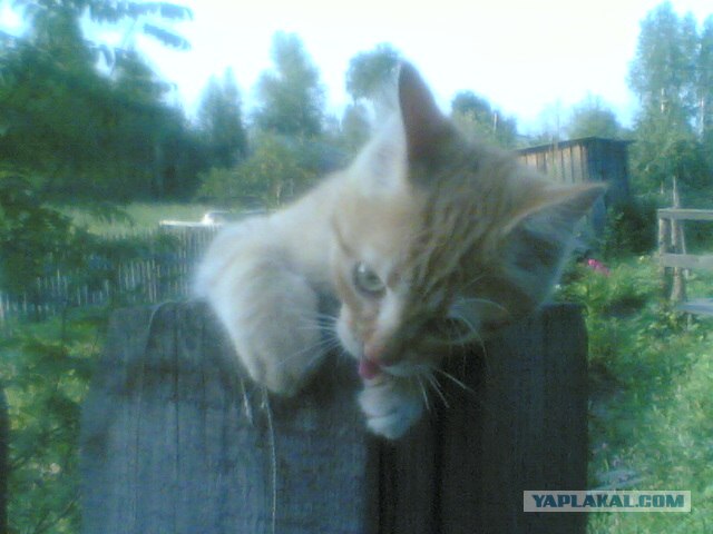 Первый котовторник августа