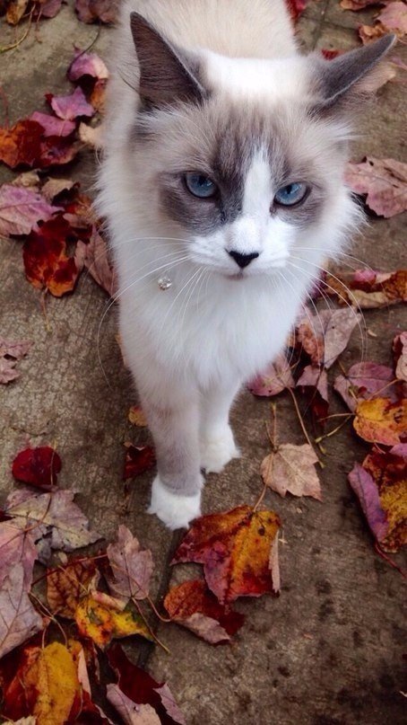 Немного милоты