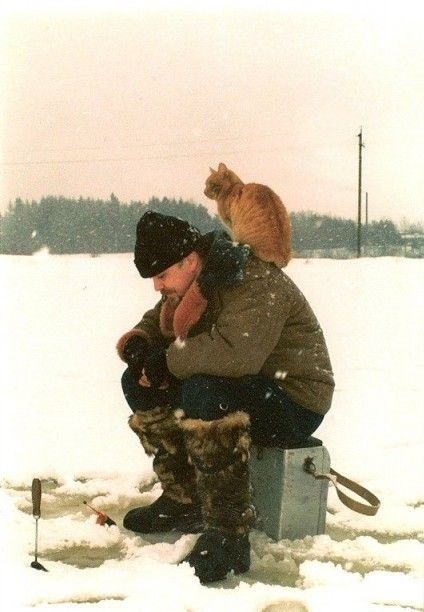 Котовторник на середину июня