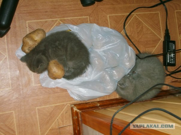 Котовторник с Кузей