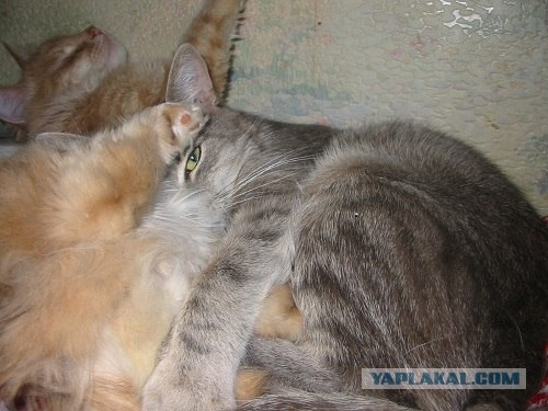 Сонный Котовторник