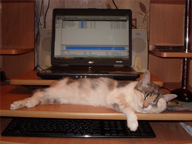 Котовторник 1.11.11