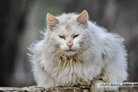 Котовторник (28.02.2012)