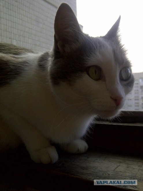 Котовторник 24.04.2012