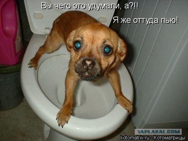 Самые смешные снимки животных за 2012 год