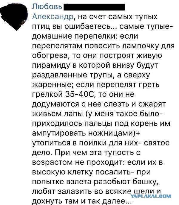 Можно ли вырастить перепелов из яциц, купленных в ашане?