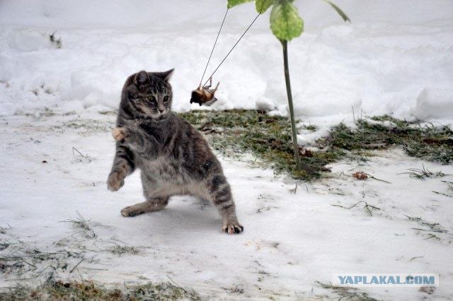 Фотожаба: Кот провёл супер-удар