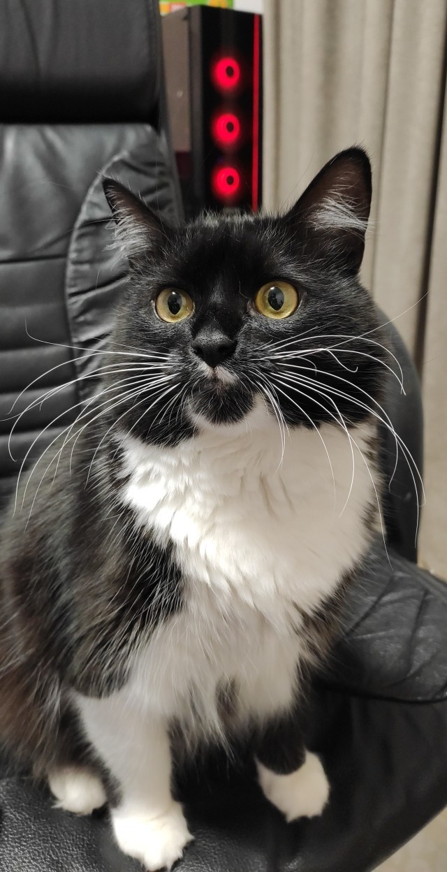 Котовторнику быть!