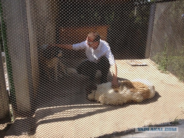 Бабушка Баряяяя!