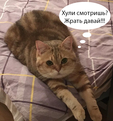 Котовторник!