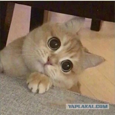 Сегодня все достойные, адекватные люди хотят обратно в СССР. Почему?