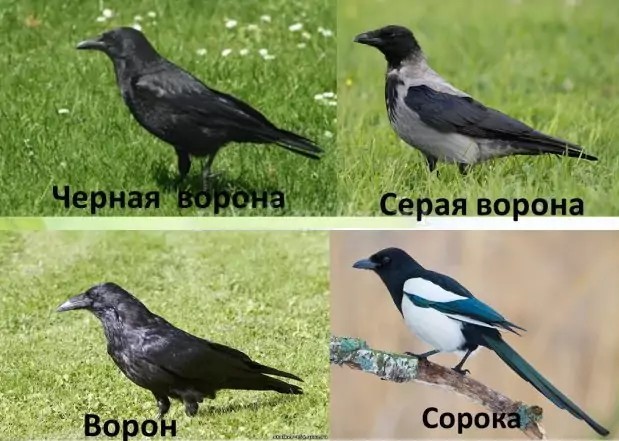 Интересное про ворОн и вОронов