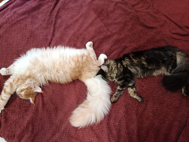 Котосимфония