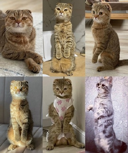 Повезло котейке