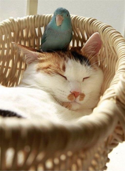 Позы для сна у кошек - что они означают?