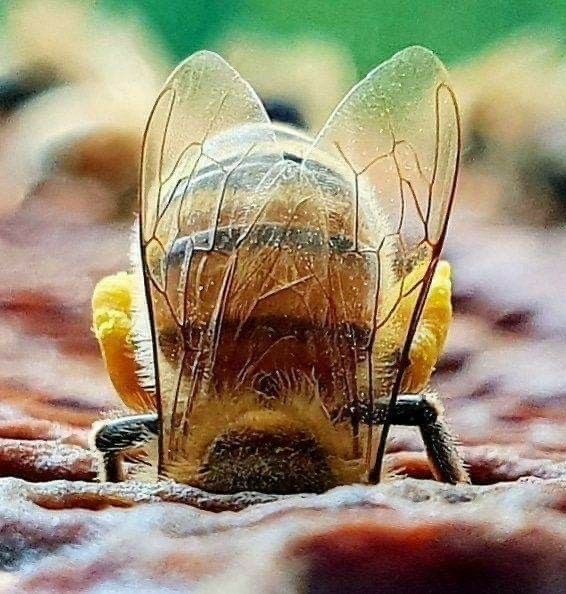 Пчелы, уснувшие в цветке: история одного фотоснимка