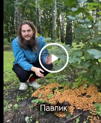 Вех ядовитый