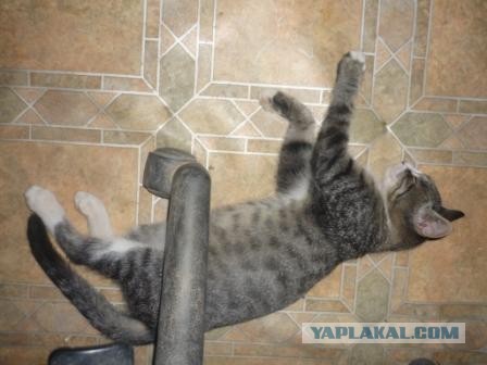 Котовторник 9.07.2013