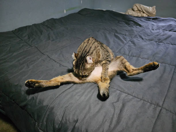 Литконкурс "Очумелые Пёрышки - 25"