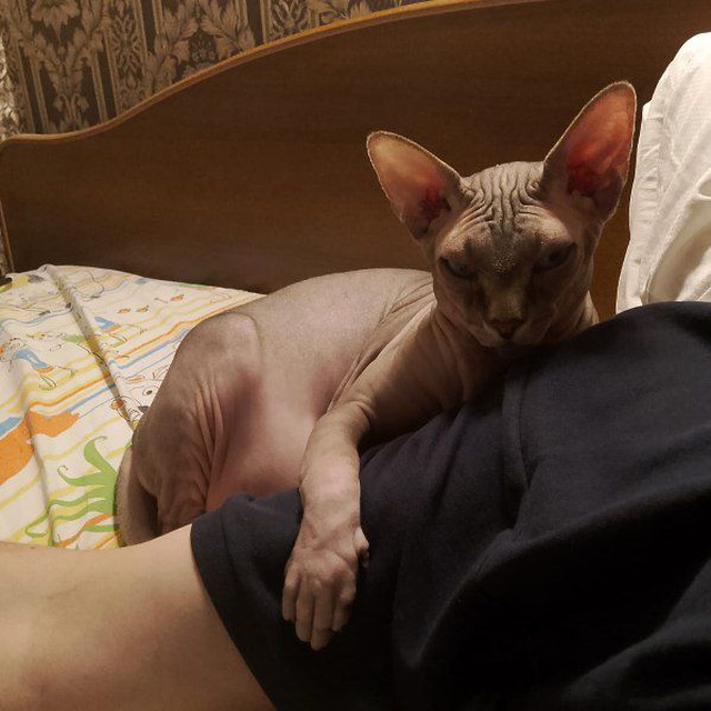 В защиту кошек породы Сфинкс канадский...