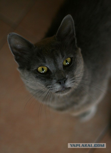 Котовторник 23.07.2013