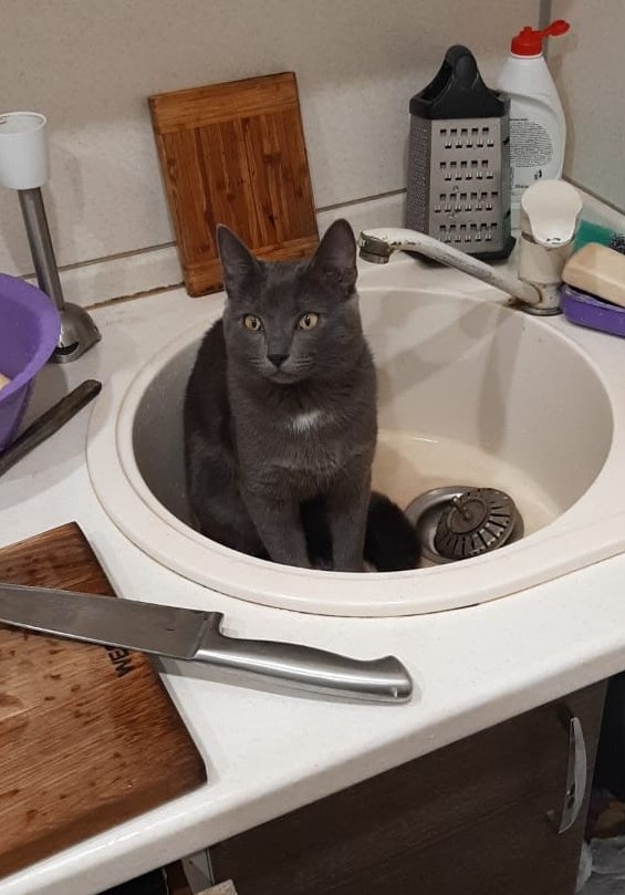 С котовторником!