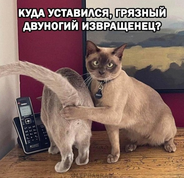 Картиночки, баянчики 07 июня