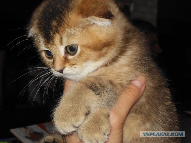 Выставка кошек.