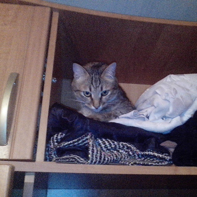 Котовторник 22.10.2013