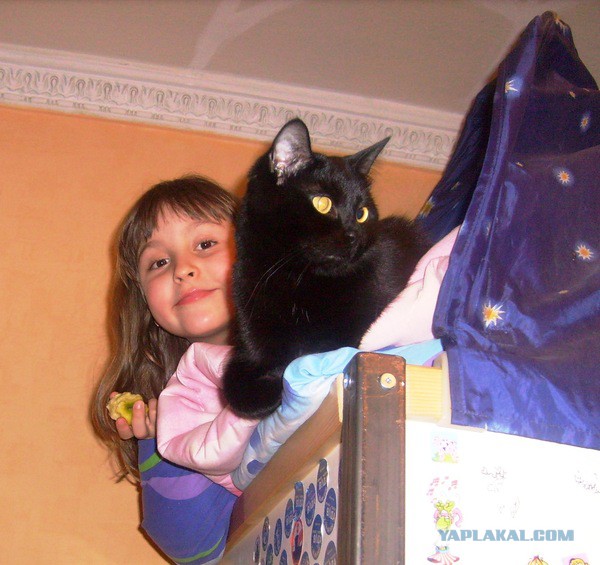 Кот барсик