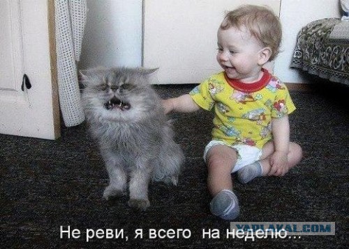 Младенец и котэ