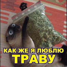 Коты ученых