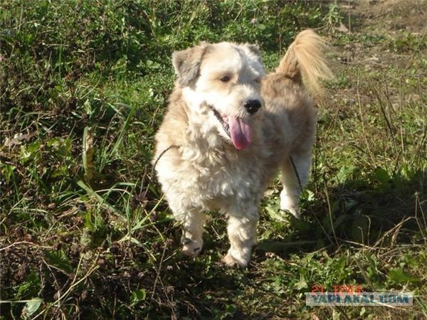 Спасенные собаки