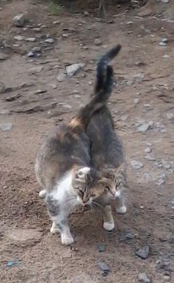 Котовторник 27.5.2014