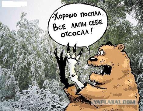 Медведи почти на все случаи жизни