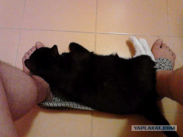 Котовторник 05.08.2014