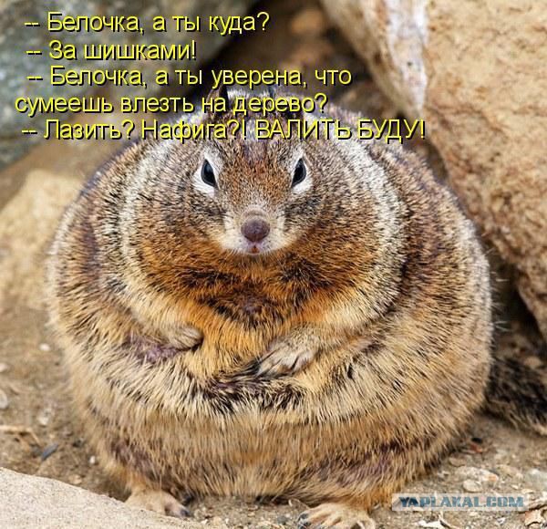 Гопота в Павловске