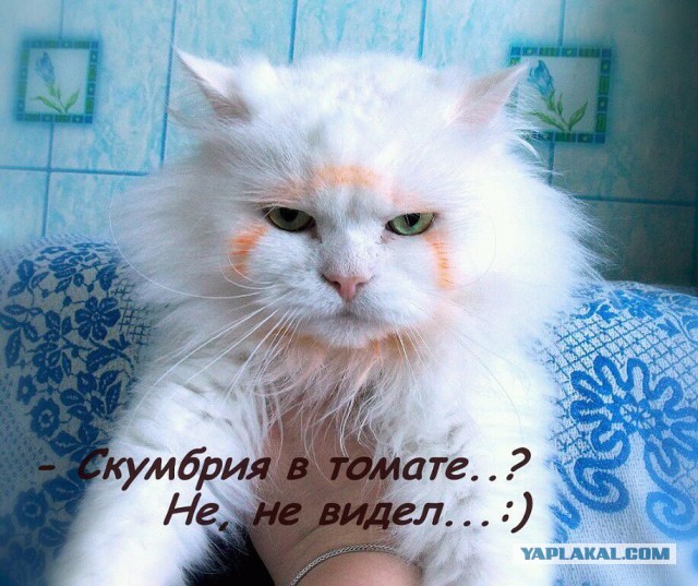 Коты, как многогранные личности