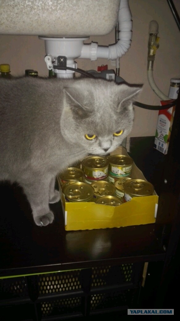 Котовторнику посвящается.