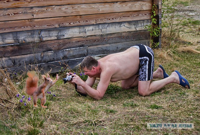 Жаба: Фотолюбитель
