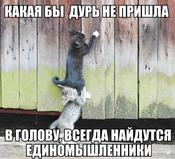 Мохнатые беспредельщики