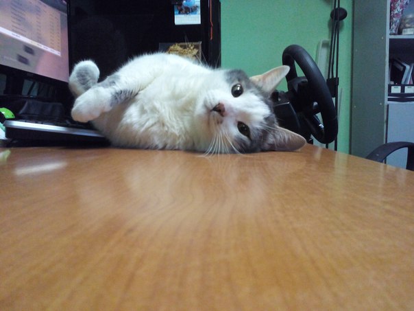 Ваши фотки котов на телефон