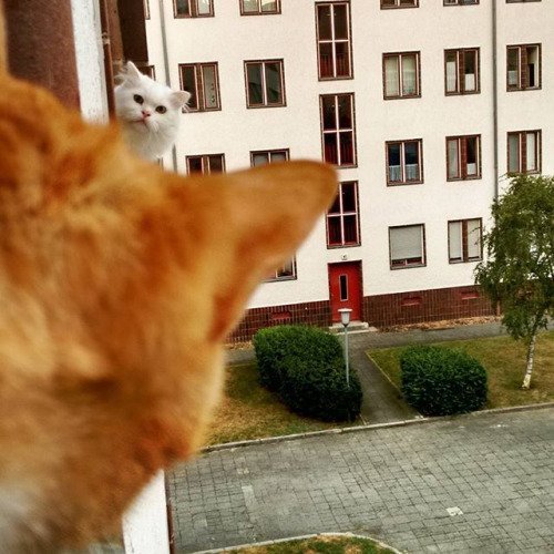 Прикольные животные