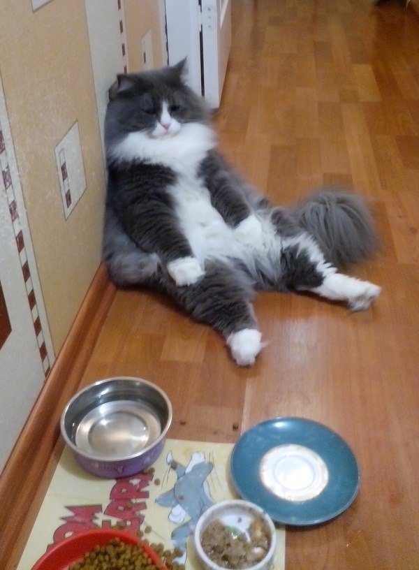Прикольные животные