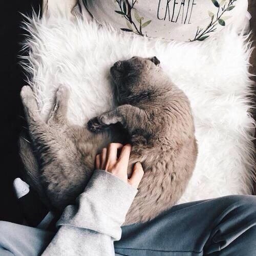 Коты из сети