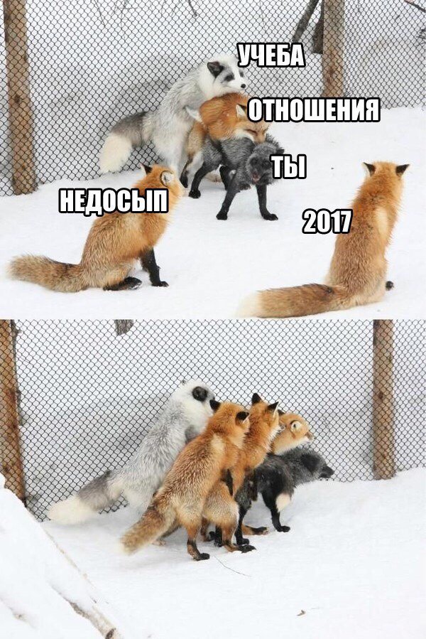 Смешные картинки с надписями 2