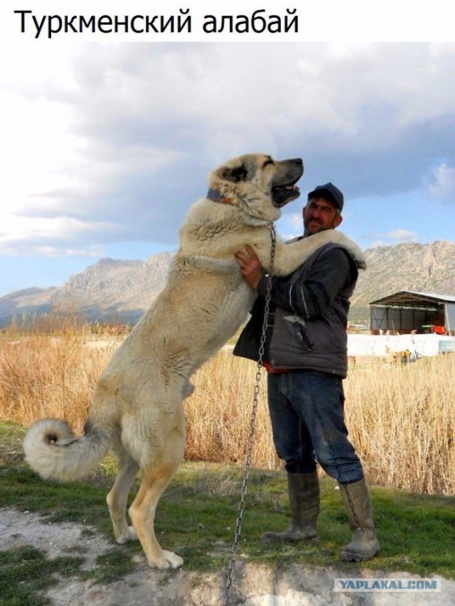 Жители села в Дагестане отомстили волку, убивавшему сторожевых собак