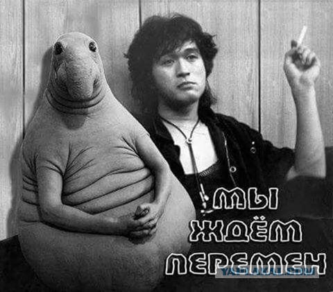 Продам Пчаки
