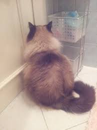 Коты и Кошки