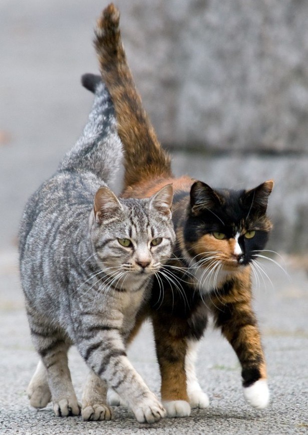 Коты и Кошки